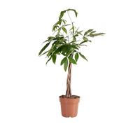Bloomique - Pachira Aquatica - Arbre à argent - Cacao d'eau - Plantes d'intérieur - Purificateur d'air - Facile d'entretien - 80-90 cm de Haut - Pot 21cm