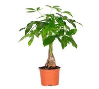 Bloomique - Pachira Aquatica - Arbre à argent - Plante d’intérieur - Dépolluante - Hauteur 25-35 cm - Pot 12 cm