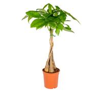 Bloomique - Pachira Aquatica - Arbre à monnaie - Cacaoyer d’eau - Plantes d’intérieur - Dépolluante - Entretien facile - Hauteur 60-70 cm - Pot 17 cm