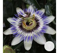 Passiflora caerulea - Passiflore - Plante grimpante - Rustique - ⌀15 cm - 60-70 cm