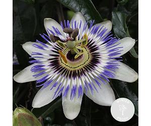 Bloomique - Passiflora caerulea - Fleur de la passion - Bleue & blanche - Grimpante - Plante de jardin - Rustique - 50-70 cm de Haut - Pot 15 cm