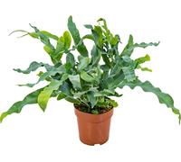 Bloomique - Phlebodium Blue Star - Fougère bleue - Plante d’intérieur - Dépolluante - Pet Friendly - 20-30 cm de Haut - Pot 12 cm
