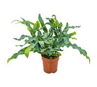 Bloomique - Phlebodium Blue Star - Fougère bleue - Plante d’intérieur - Dépolluante - Sans danger pour les animaux - Hauteur 20-30 cm - Pot 12 cm