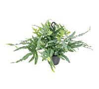Bloomique - Phlebodium 'Blue Star' - Fougère bleue - Plante suspendue - Plante d’intérieur - Dépolluante - Sans danger - 30-40 cm de Haut - Pot suspendu 17 cm
