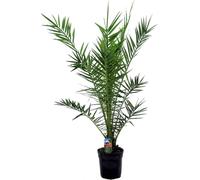 Bloomique - Phoenix canariensis - Palmier dattier des Canaries - Palmier rustique - Plante de jardin - 100-120 cm de Haut - Pot 21 cm