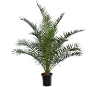 Bloomique - Phoenix Canariensis - Palmier dattier des Canaries - Palmier rustique - Plante de Jardin - Hauteur 140-160 cm - Pot 28 cm