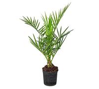 Bloomique - Phoenix Canariensis - Palmier des Canaries - Palmier rustique - Plantes de jardin - Hauteur 50-70 cm - Pot 15 cm