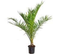 Phoenix Canariensis - Palmier dattier des Canaries - Palmier - Rustique - ⌀19 cm - 80-100 cm