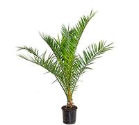 Phoenix Canariensis - Palmier dattier des Canaries - Palmier - Rustique - ⌀19 cm - 80-100 cm