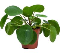 Bloomique - Pilea Peperomioides - Plante à monnaie chinoise - Plantes d’intérieur - Dépolluante - Sans danger pour les animaux - 15-20 cm de haut - Pot 12 cm