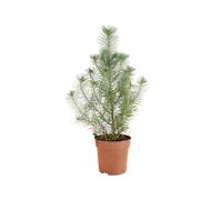 Bloomique - Pinus Pinea Silver Crest - Pin parasol - Pin - Sapin - Pour intérieur et extérieur - Rustique - Persistant - 20-30 cm de hauteur - Pot de 10,5 cm