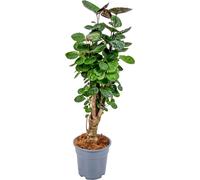 Bloomique - Polyscias Fabian - Aralia - Plante d’intérieur - Dépolluante - Sans danger pour les animaux - Facile d’entretien - Hauteur 50-60 cm - Pot 17 cm