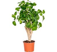 Bloomique - Polyscias Green Lemon - Aralia - Plante d’intérieur - Dépolluante - Sans danger pour les animaux - 30-40 cm de haut - Pot 12 cm