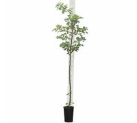 Bloomique - Prunus Dulcis - Amandier - Arbre fruitier - Plante de Jardin - Rustique - Hauteur 130-160 cm - Pot 28 cm