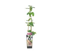 Bloomique - Rubus Fruticosus 'Thornfree' - Mûrier - Plantes fruitières - Plantes de jardin - Résistante à l'hiver - ⌀14 cm - Hauteur 60-70cm
