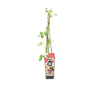 Bloomique - Rubus Idaeus 'Héritage' - Framboos Plant - Fruitplanten - Tuinplanten - Winterhard - ⌀14 cm - Hoogte 60-70cm