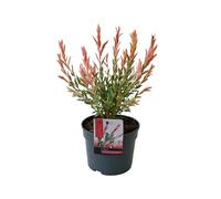 Bloomique - Salix Integra Flamingo - Saule panaché - Plantes de jardin - Rustique - 30-40 cm de haut - Pot 12 cm