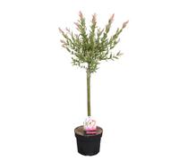 Bloomique - Salix integra 'Flamingo' - Saule panaché - Plantes de jardin - Rustiques - 60-80 cm de haut - Pot 17 cm