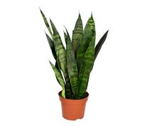 Bloomique - Sansevieria Black Coral - Langue de belle-mère - Plantes d’intérieur - Dépolluante - Très facile à entretenir - 20-30 cm de haut - Pot 12 cm