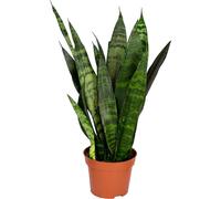 Bloomique - Sansevieria Black Coral - Langue de belle-mère - Plantes d’intérieur - Dépolluante - Très facile à entretenir - 20-30 cm de haut - Pot 12 cm