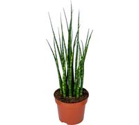 Bloomique - Sansevieria Fernwood Mikado - Langue de belle-mère - Plantes d’intérieur - Dépolluante - Très facile à entretenir - 20-30 cm de haut - Pot 12 cm