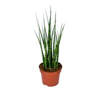 Bloomique - Sansevieria Fernwood Mikado - Langue de belle-mère - Plantes d’intérieur - Dépolluante - Très facile à entretenir - 20-30 cm de haut - Pot 12 cm