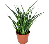 Bloomique - Sansevieria Fernwood Punk - Langue de belle-mère - Plantes d’intérieur - Dépolluante - Très facile à entretenir - 20-30 cm de haut - Pot 12 cm