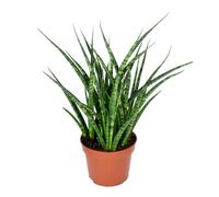 Bloomique - Sansevieria Fernwood Punk - Langue de belle-mère - Plantes d’intérieur - Dépolluante - Très facile à entretenir - 20-30 cm de haut - Pot 12 cm