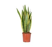 Bloomique - Sansevieria Laurentii - Langue de belle-mère - Plante d’intérieur - Dépolluante - Très facile d’entretien - Hauteur 50-70 cm - Pot 17 cm