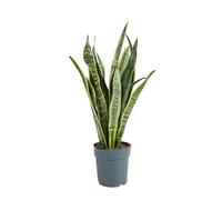 Bloomique - Sansevieria Laurentii - Langue de Belle-Mère - Plantes d’intérieur - Dépolluante - Très Facile à Entretenir - 30-40 cm de Haut - Pot 12 cm