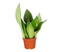 Bloomique - Sansevieria Moonshine - Langue de belle-mère - Plantes d’intérieur - Dépolluante - Très facile à entretenir - 30-40 cm de haut - Pot 12 cm