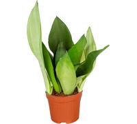 Bloomique - Sansevieria Moonshine - Langue de belle-mère - Plantes d’intérieur - Dépolluante - Très facile à entretenir - 30-40 cm de haut - Pot 12 cm