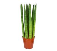 Bloomique - Sansevieria Straight - Langue de belle-mère - Plantes d’intérieur - Dépolluante - Très facile à entretenir - 20-30 cm de haut - Pot 12 cm