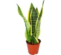 Bloomique - Sansevieria Superba - Langue de belle-mère - Plantes d’intérieur - Dépolluante - Très facile à entretenir - 20-30 cm de haut - Pot 12 cm