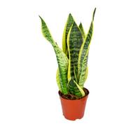 Bloomique - Sansevieria Superba - Langue de belle-mère - Plantes d’intérieur - Dépolluante - Très facile à entretenir - 20-30 cm de haut - Pot 12 cm