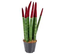 Bloomique - Sansevieria Velvet Touch - Langue de Belle-Mère - Plantes d’intérieur - Dépolluante - Très Facile à Entretenir - 20-30 cm de Haut - Pot 9 cm