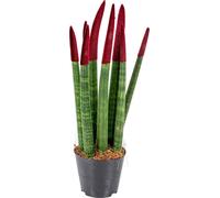 Bloomique - Sansevieria Velvet Touch - Langue de Belle-Mère - Plantes d’intérieur - Dépolluante - Très Facile à Entretenir - 20-30 cm de Haut - Pot 9 cm