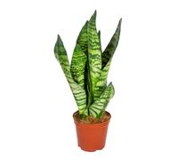 Bloomique - Sansevieria Zeylanica - Langue de belle-mère - Plantes d’intérieur - Dépolluante - Très facile à entretenir - 30-40 cm de haut - Pot 12 cm