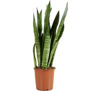 Bloomique - Sansevieria Zeylanica - Langue de Dame - Plantes d'intérieur - Purifiant l'air - Très facile d'entretien - 80-100 cm de haut - Pot 21 cm