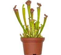 Bloomique - Sarracenia Juthatip Soper - Plante Trompette - Plante Carnivore - Plantes d’intérieur - 10-20 cm de Haut - Pot 12 cm