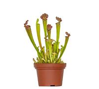 Bloomique - Sarracenia Juthatip Soper - Plante Trompette - Plante Carnivore - Plantes d’intérieur - 10-20 cm de Haut - Pot 12 cm
