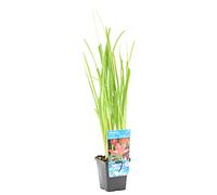Bloomique - Schizostylis 'Mrs Hegarty' - Lis des Cafres rose - Glaïeul des marais - Plantes de bassin - Plantes aquatiques - Résistante au gel - 10-20 cm de haut - Pot 9 cm