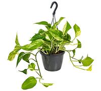Bloomique - Scindapsus Marble Queen - Lierre du Diable - Plante suspendue - Convient également comme plante grimpante - Plante d’intérieur - Dépolluante - 20-30 cm de haut - Pot 15 cm