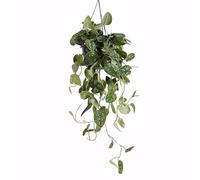 Bloomique - Scindapsus Pictus - Silvervine - Plante retombante - Convient également comme plante grimpante - Plante d'intérieur - Purificateur d'air - Facile d'entretien - Hauteur 20-25 cm - Pot 15 cm