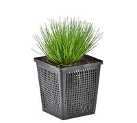 Bloomique - Scirpus Cernuus - Scirpe retombant - Plantes de bassin - Plantes aquatiques - Rustique - Hauteur 10-20 cm - Pot 11 cm