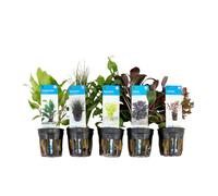 Bloomique - Set de 5 - Plantes d'aquarium véritables - Plantes aquatiques - Purifiantes - Oxygène - Ludwigia, Laîche aiguillon, Amie de l'eau, Lobélie, Cryptocoryne - Hauteur 15-20 cm