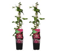 Bloomique - Set van 2 - Clematis Ville de Lyon - Bosrank - Donkerroze - Klimplanten - Tuinplanten - Rustique - Pot 15cm - 70-80cm Hoog