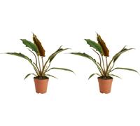 Bloomique - Set van 2 - Philodendron Bipinnatifidum Choco Empress - Kamerplanten - Luchtzuiverend - 15-25 cm Hoog - Pot 12 cm