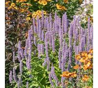 Bloomique - Set van 6 - Agastache Blue Fortune - Dropplant - Rijkbloeiend - Trekt bijen en vlinders aan - Winterhard - Vaste plant - 10-20 cm hoog - Pot 9 cm