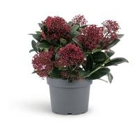 Bloomique - Skimmia japonica 'Rubella' - Arbuste - Plante de jardin - Boutons floraux rouges - Rustique - Persistant - Convient également à l'ombre - Hauteur 25-30 cm - Pot 19 cm